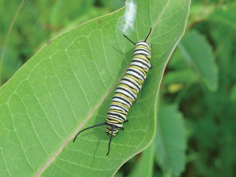 Monarch caterpillar
